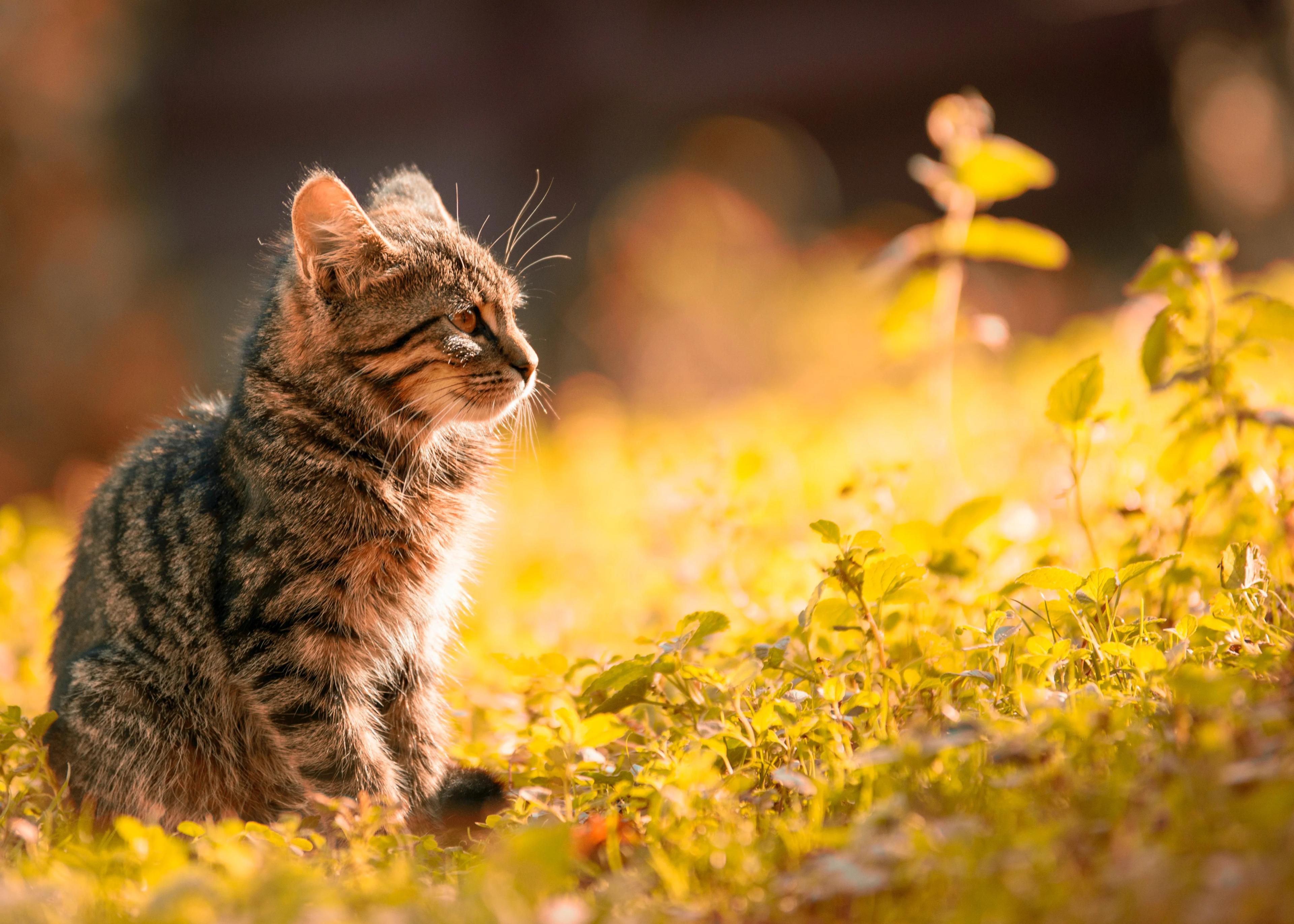 Photo de couverture avec un chat