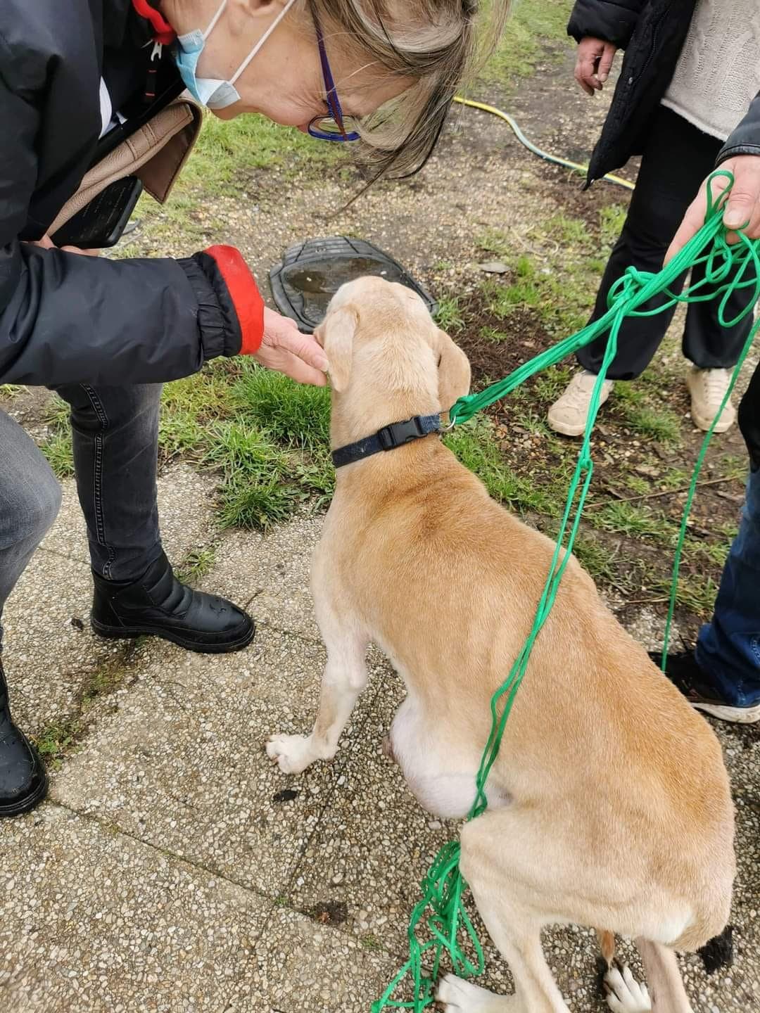 Bénévole avec un animal