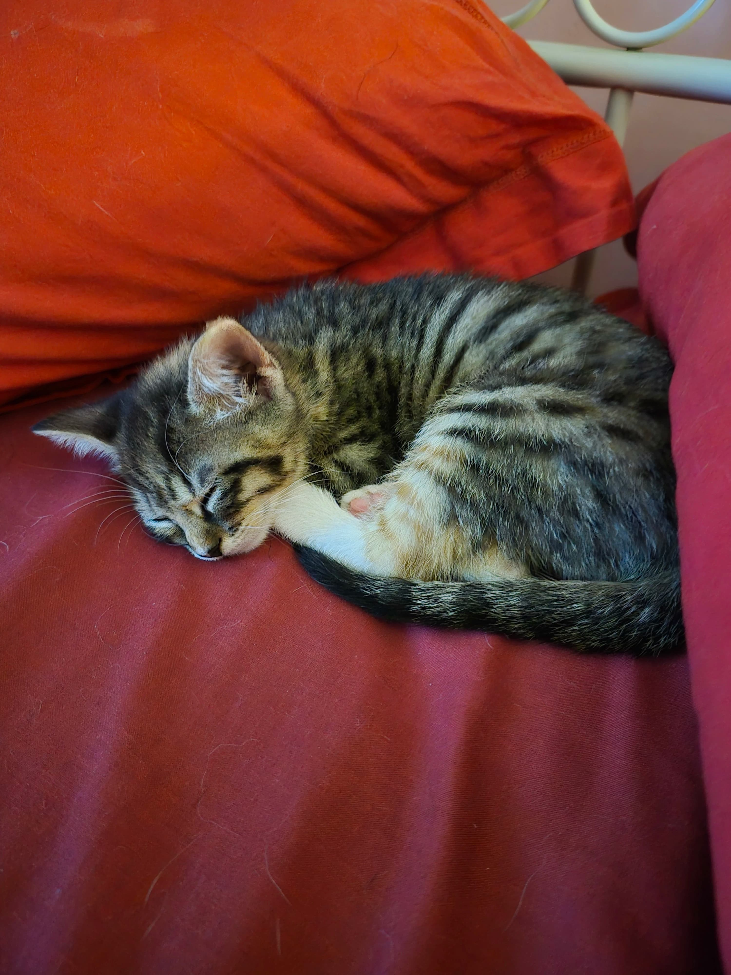Alma