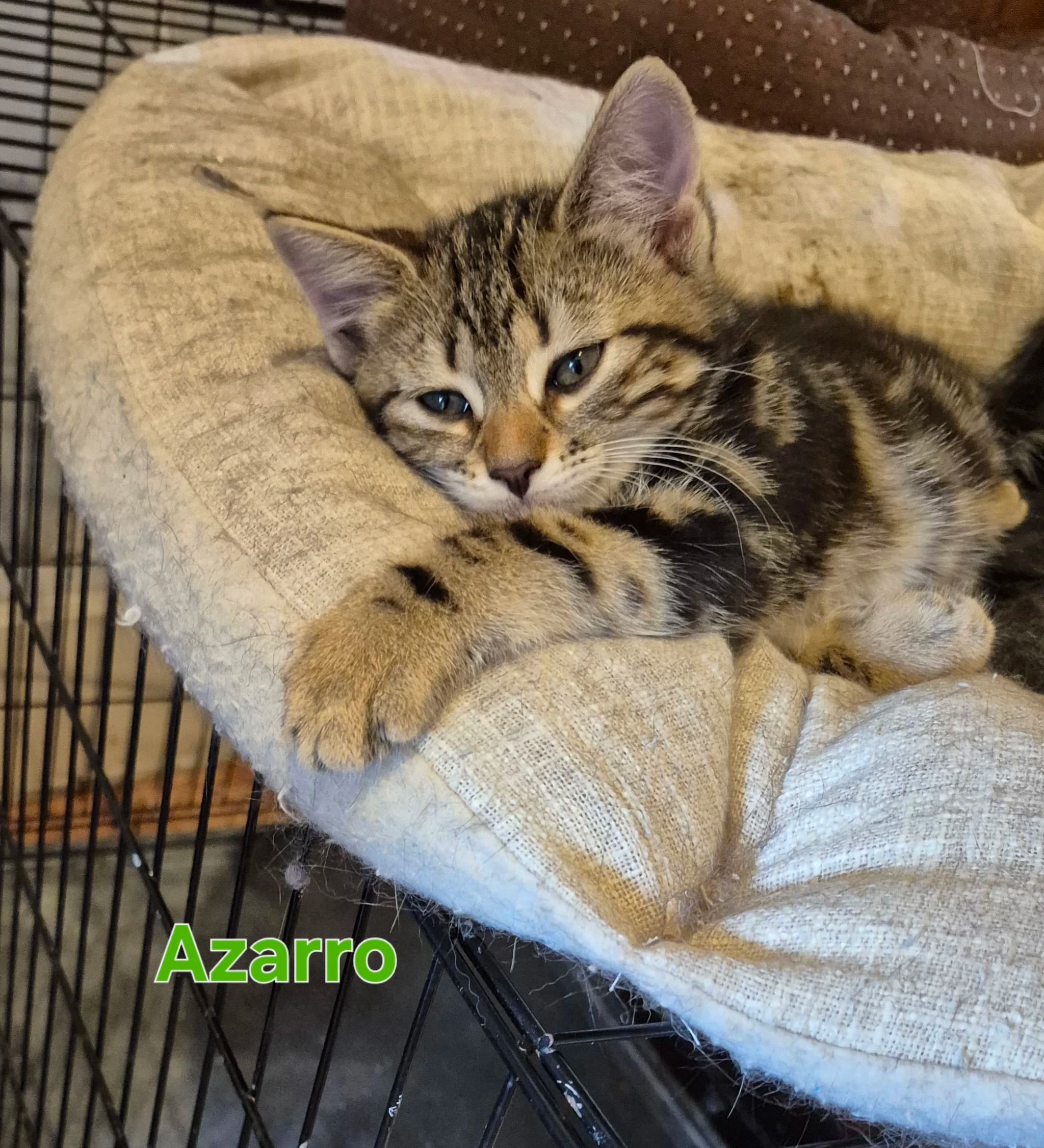 Fratrie de Aulnette  thumbnail 2