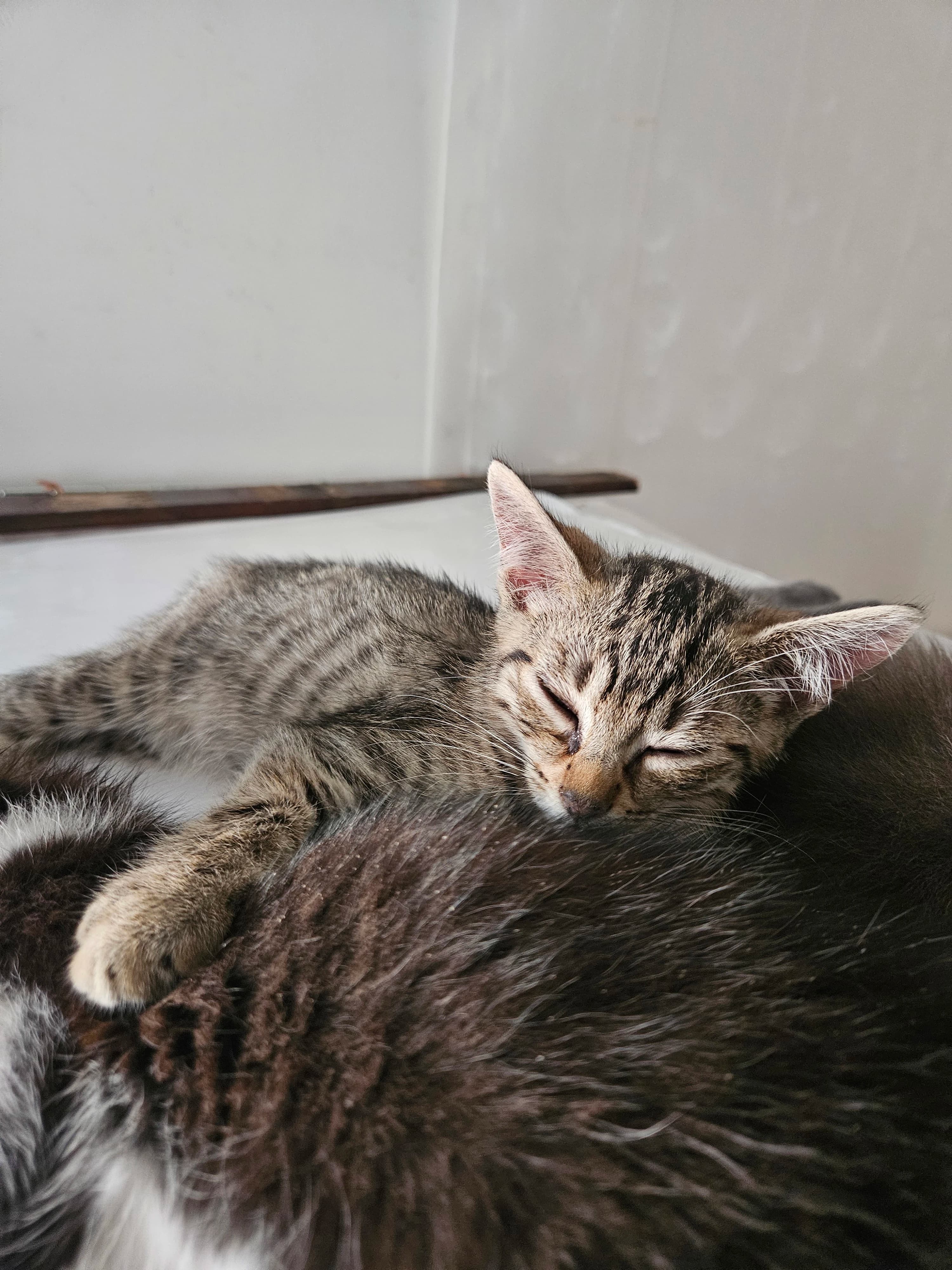 Amor 