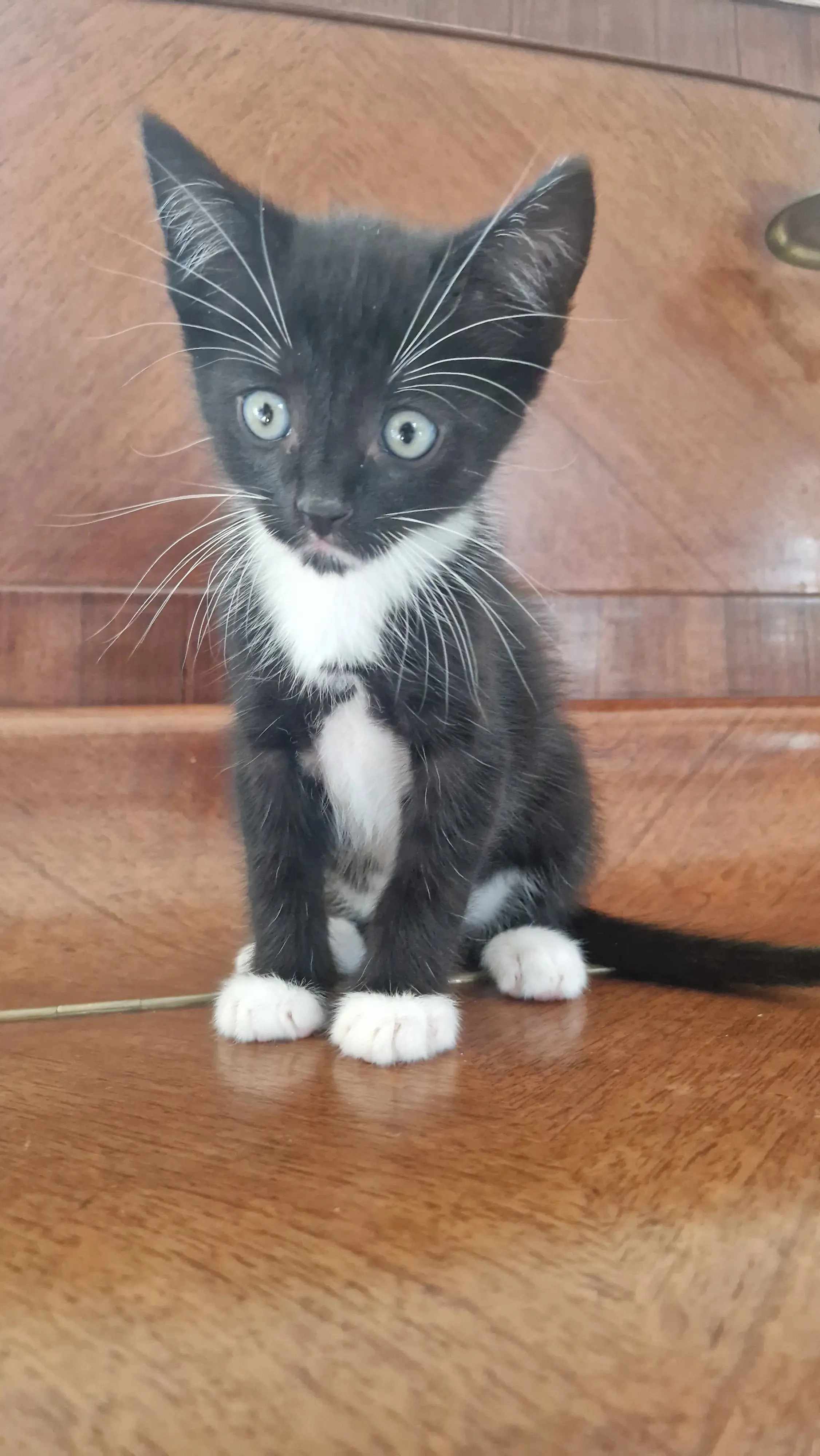 Aristote thumbnail 2