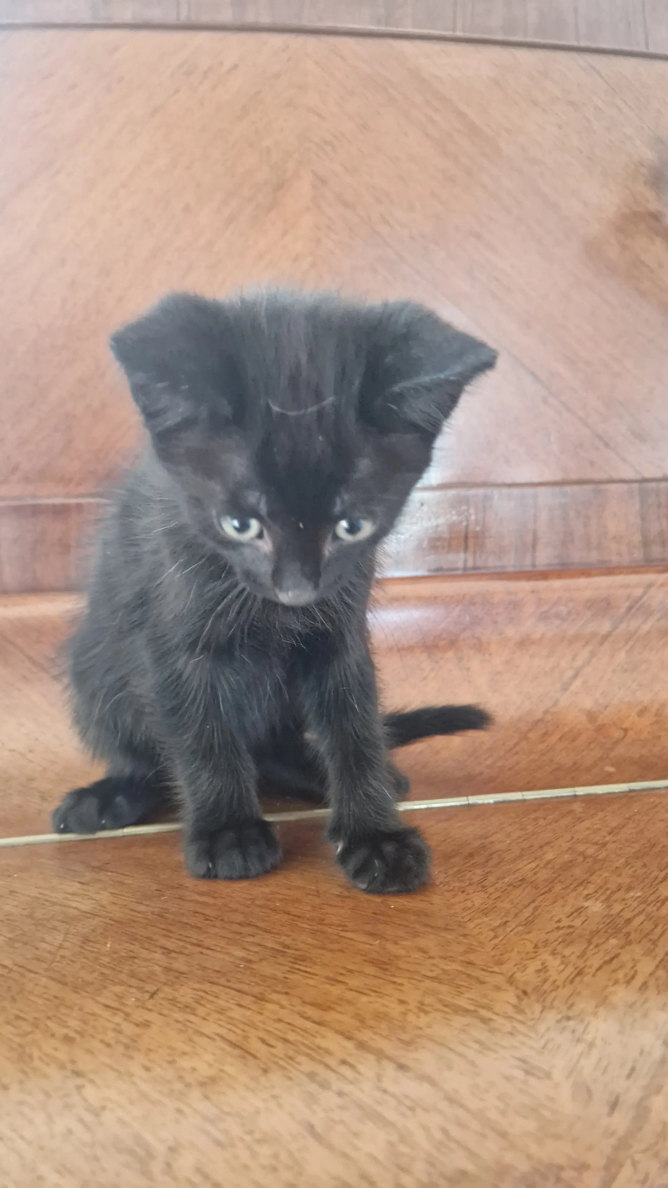 Aristide thumbnail 2