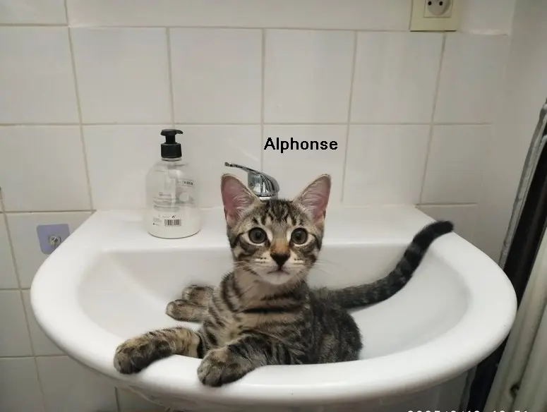 Alphonse