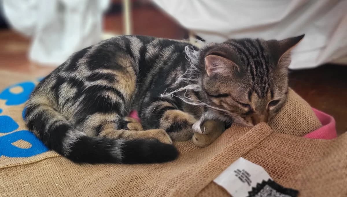 Fratrie de Aulnette  thumbnail 3