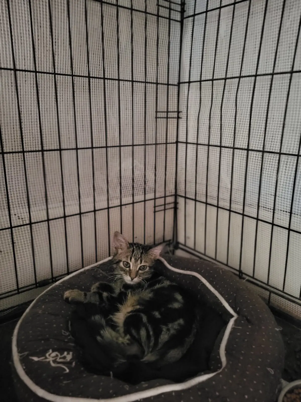 Fratrie de Aulnette  thumbnail 6