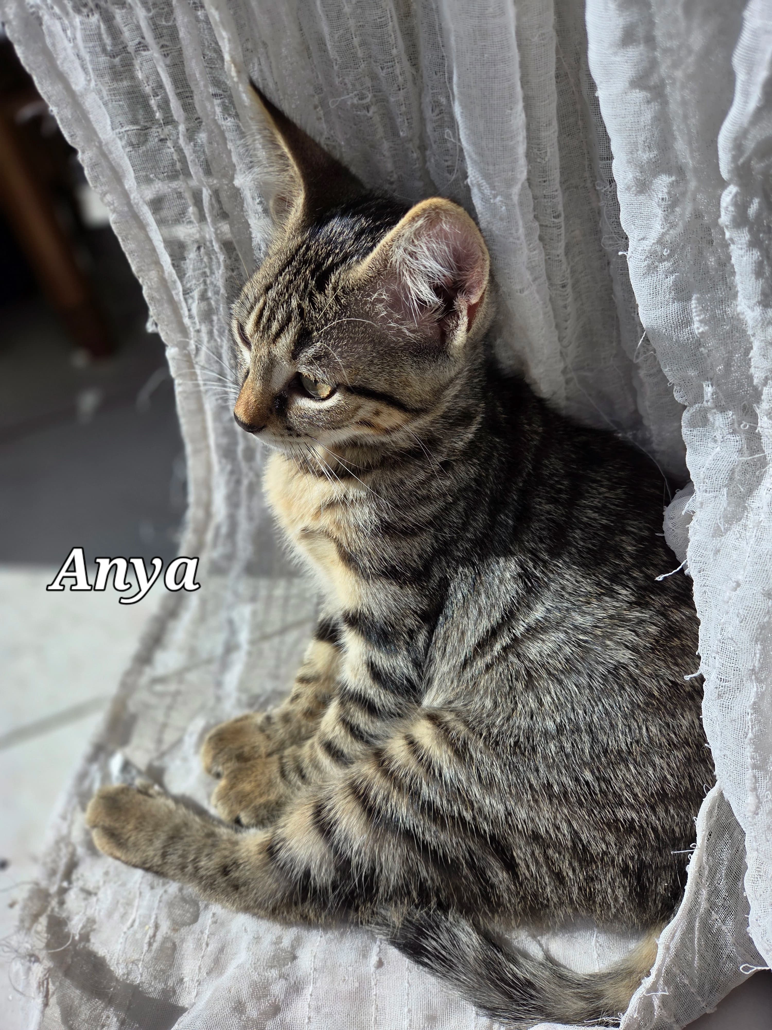 Anya