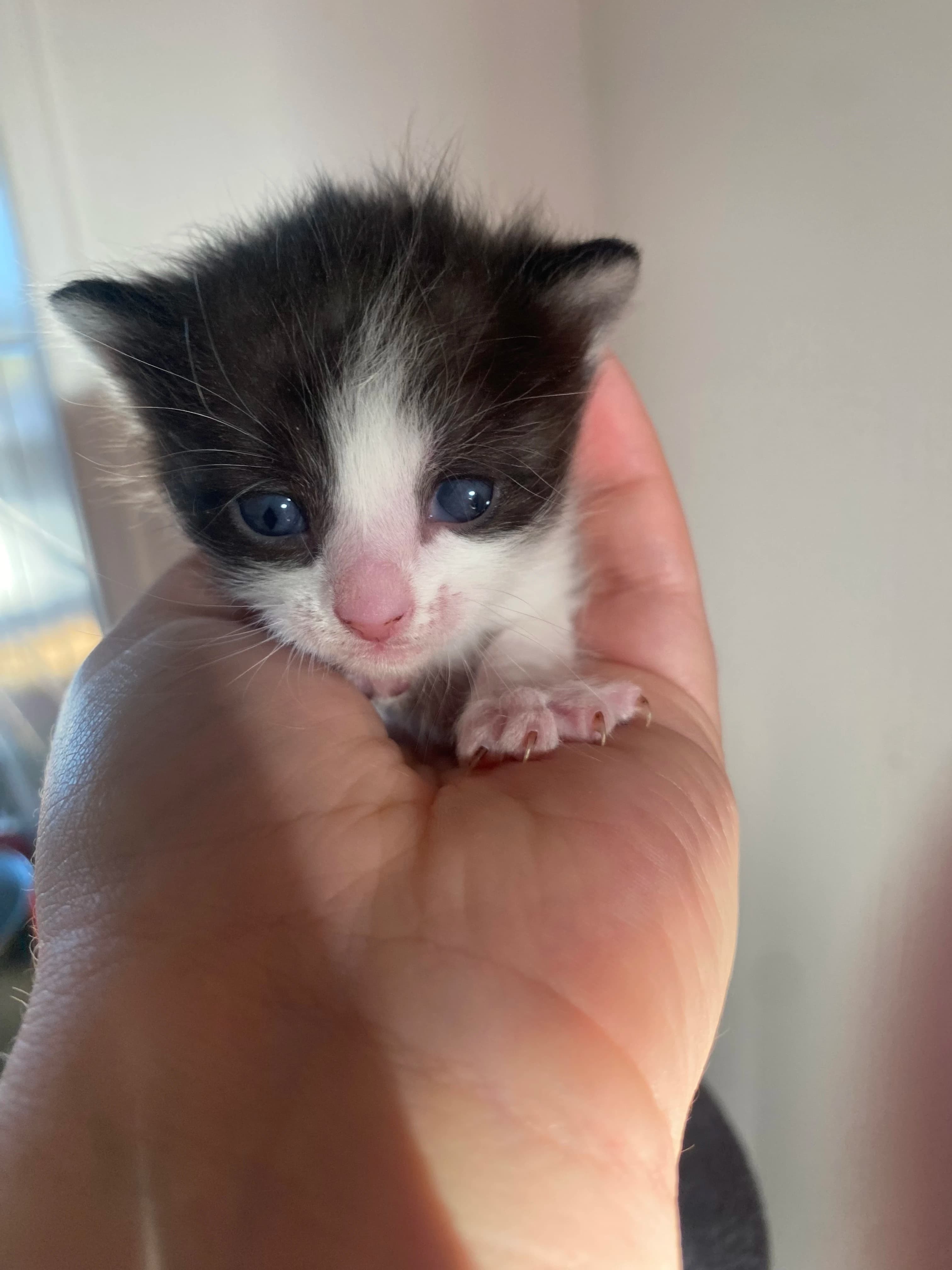 Chaussette  thumbnail 3