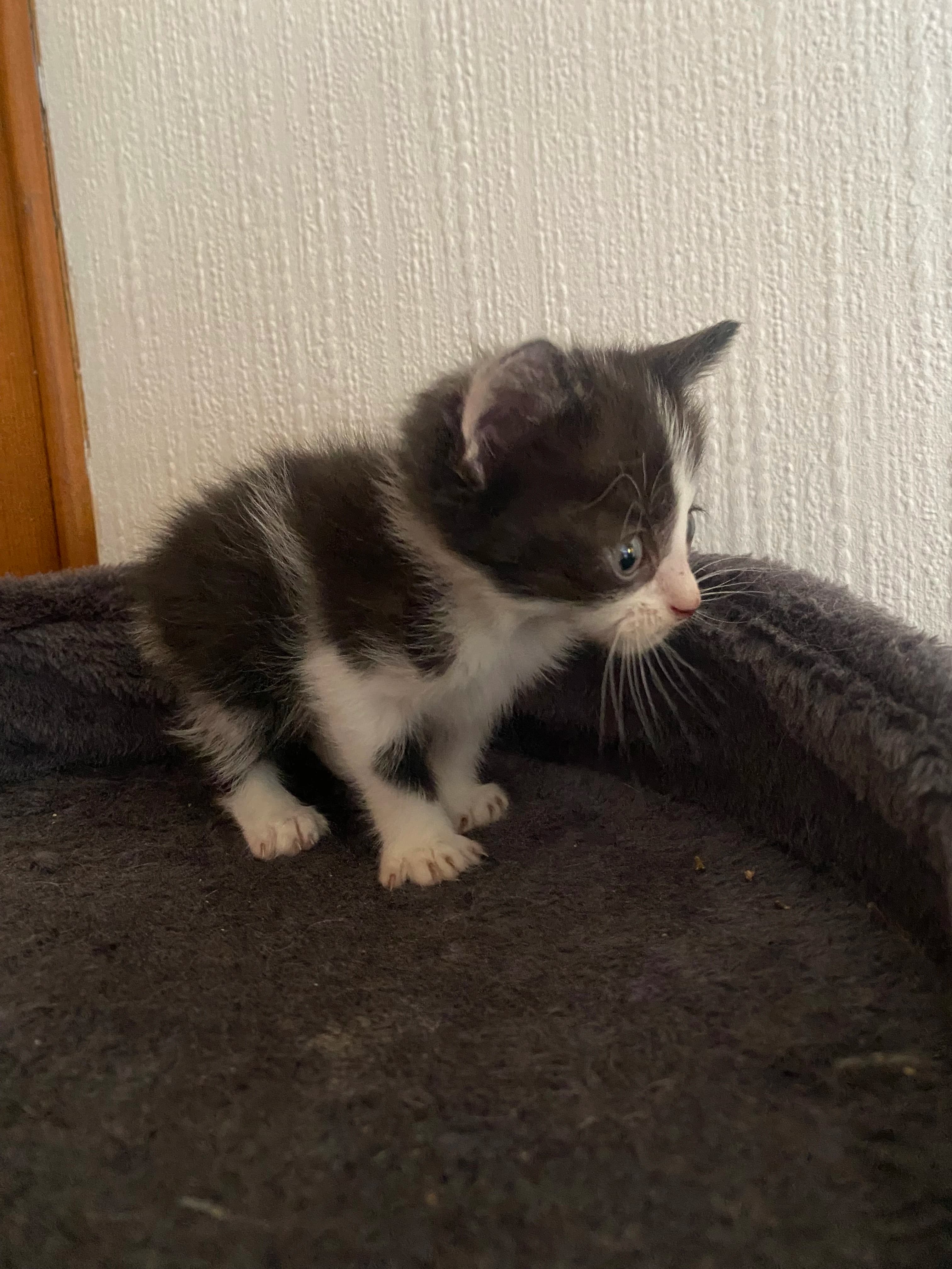 Chaussette  thumbnail 2