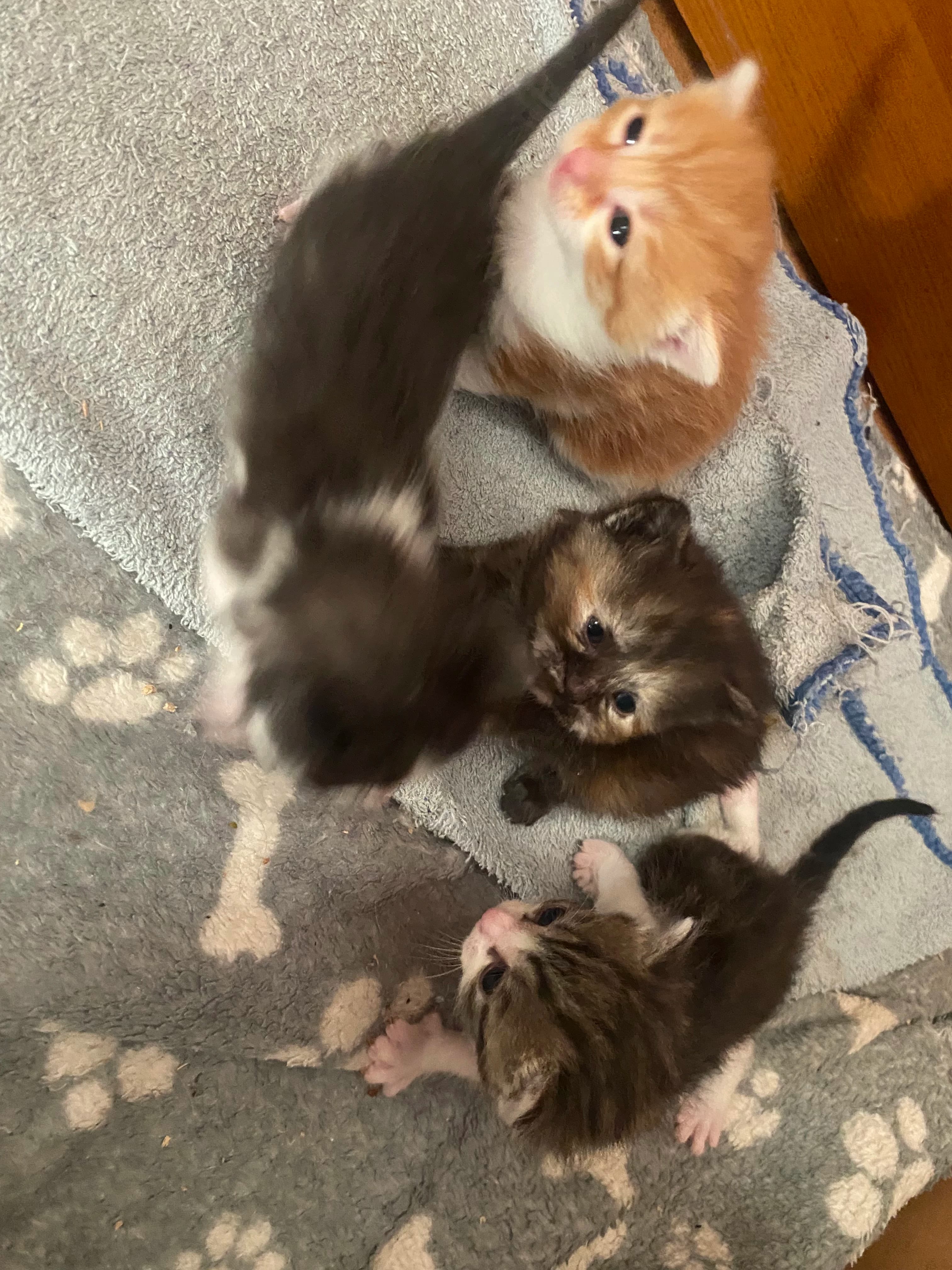 Astérix  thumbnail 3