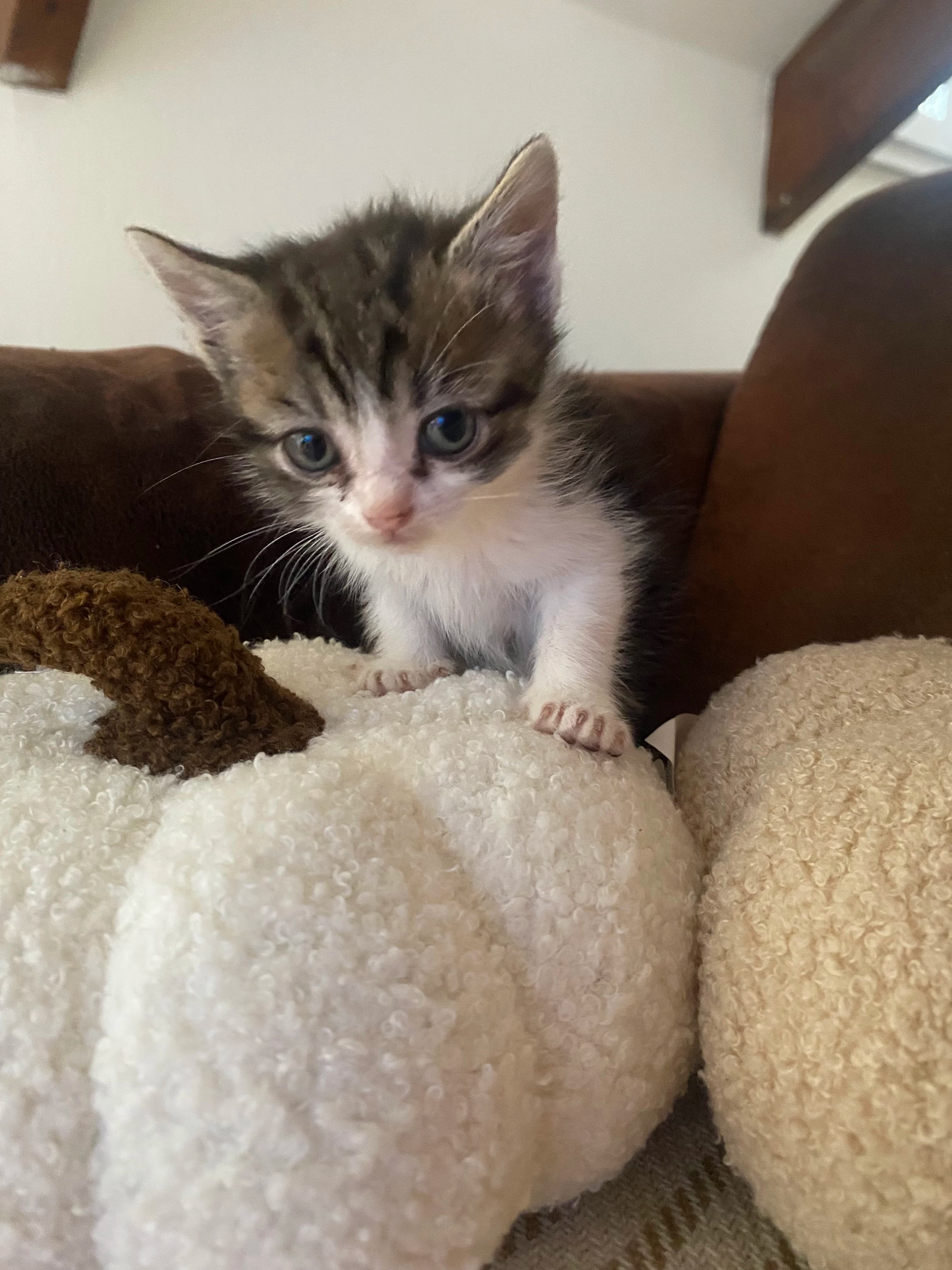 Astérix  thumbnail 2