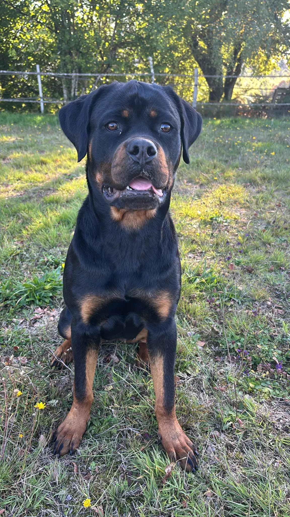 AKIRA