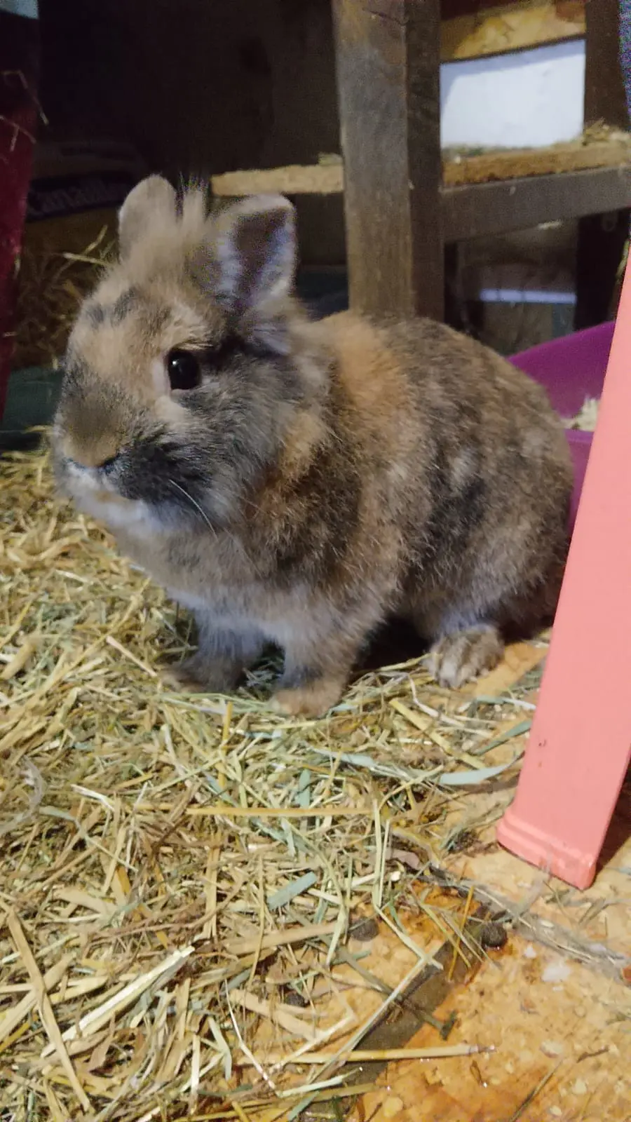 BOUNTY Dît Pinou thumbnail 2