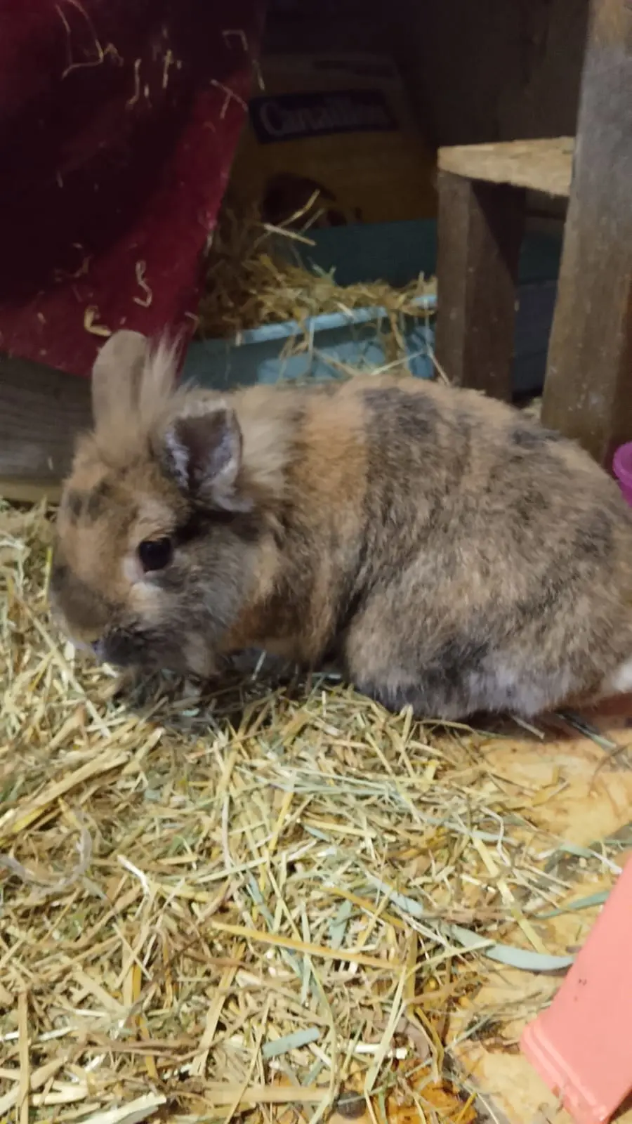 BOUNTY Dît Pinou thumbnail 3