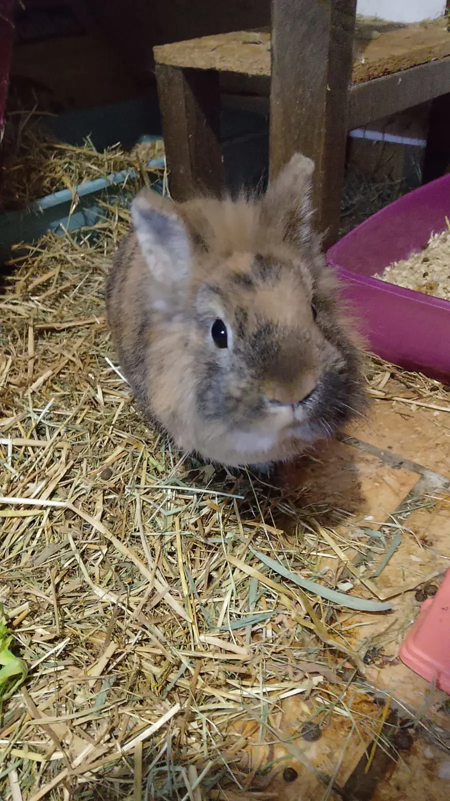 BOUNTY Dît Pinou thumbnail 4