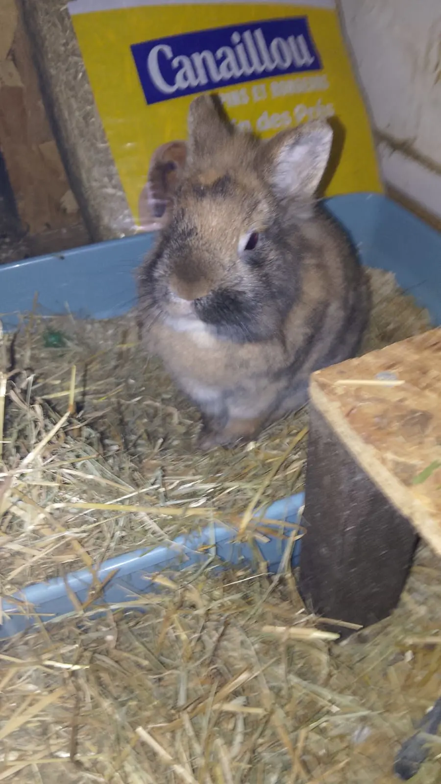 BOUNTY Dît Pinou thumbnail 5