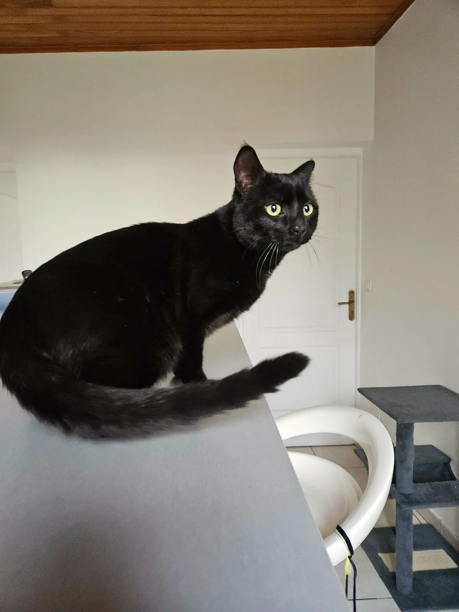 Gribouille  thumbnail 2