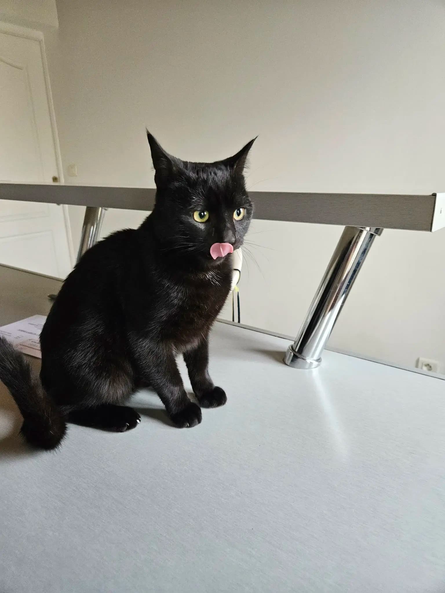 Gribouille  thumbnail 3