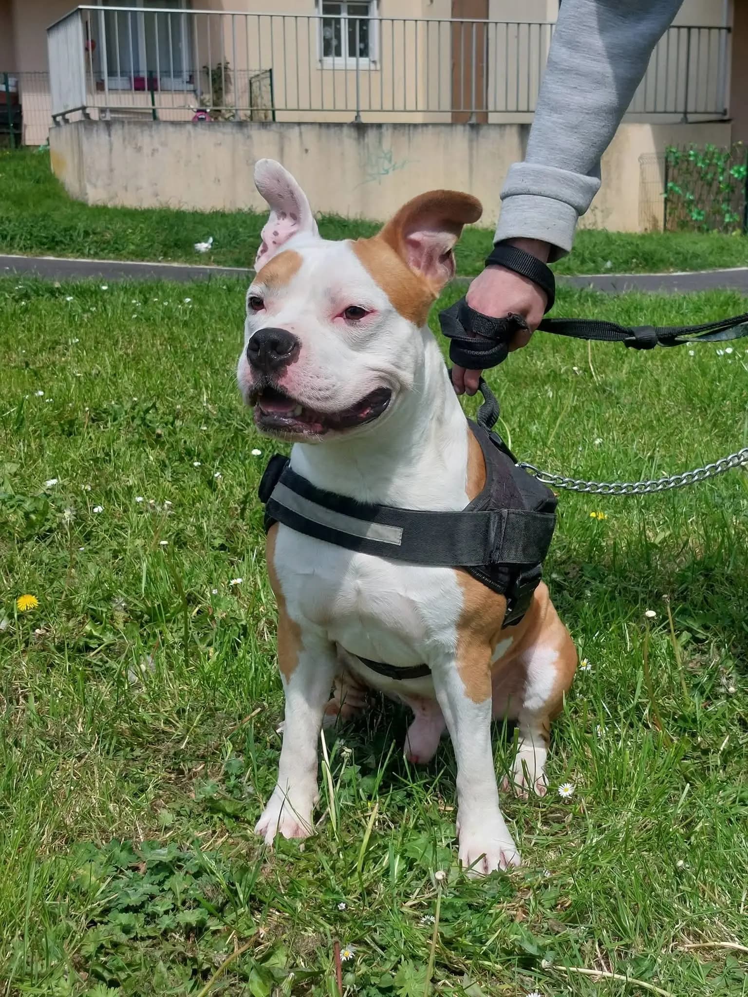 TYSON