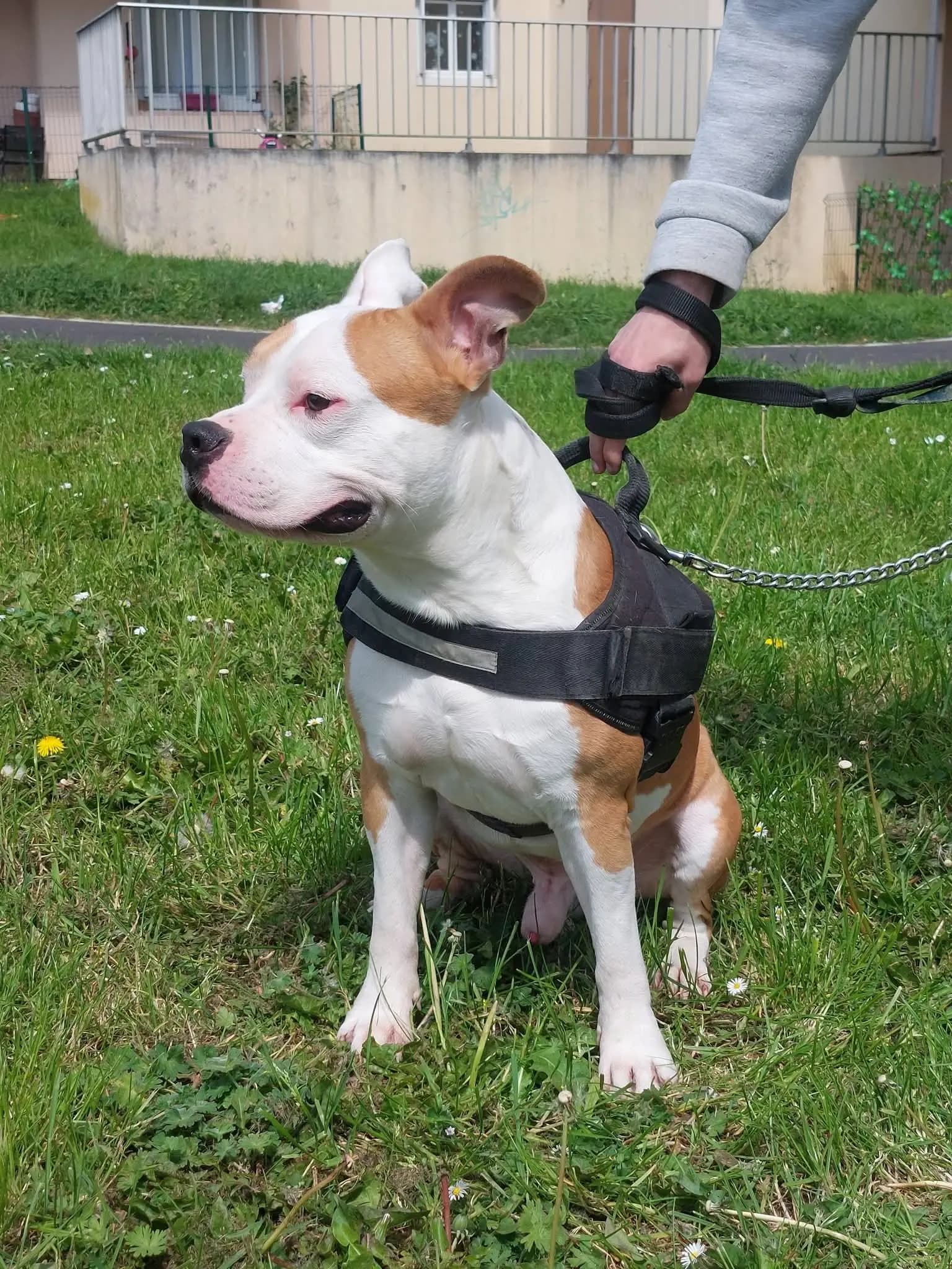 TYSON thumbnail 2