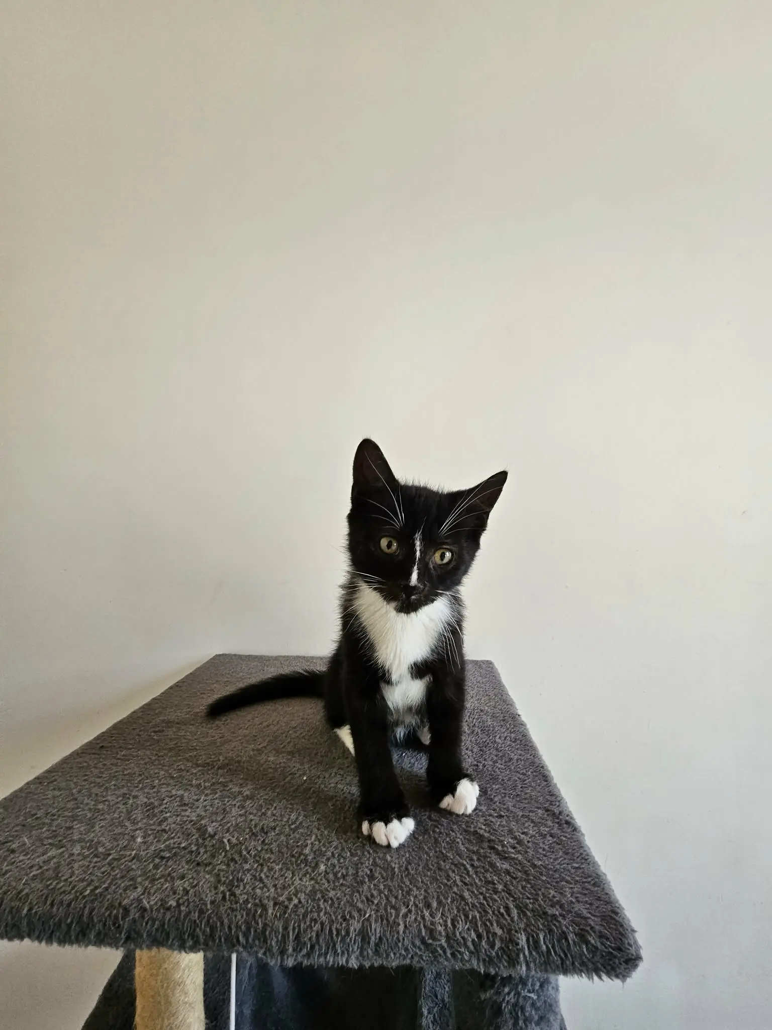 Bella