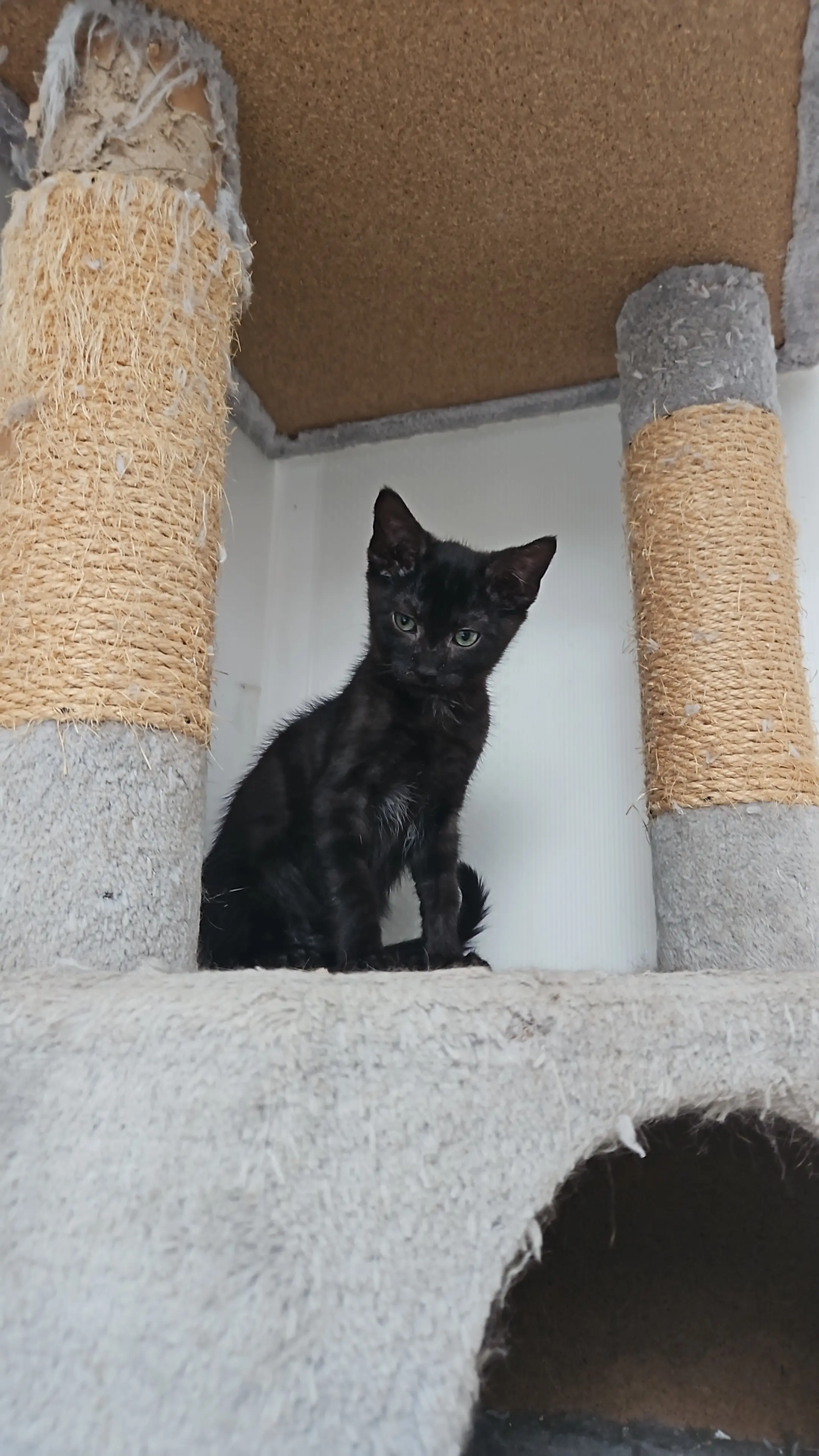 Berto