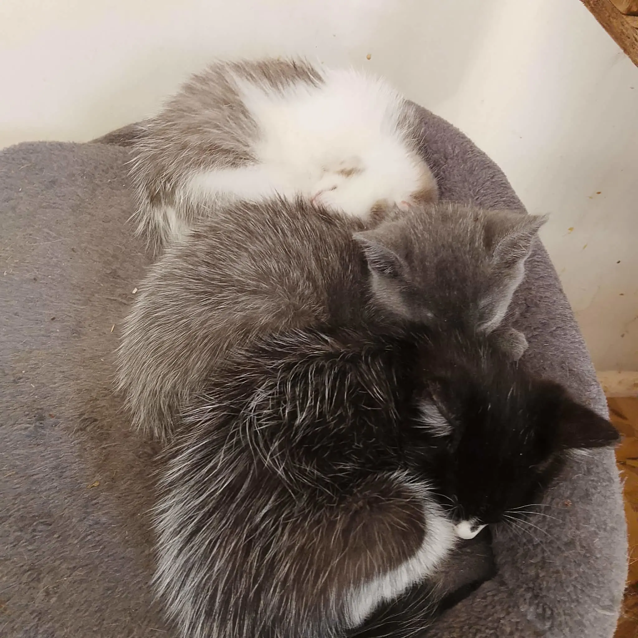 Biker thumbnail 2
