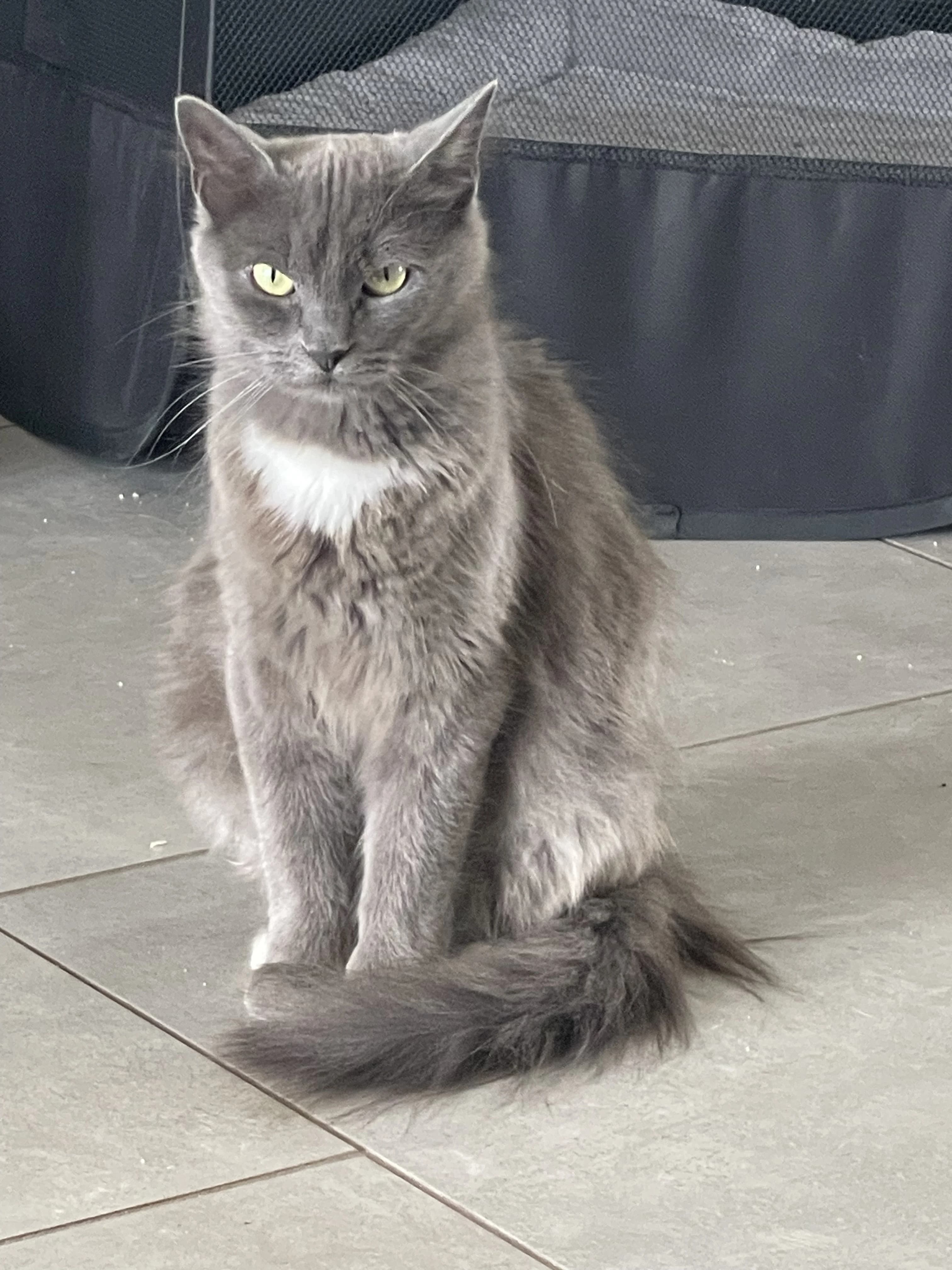 Baya