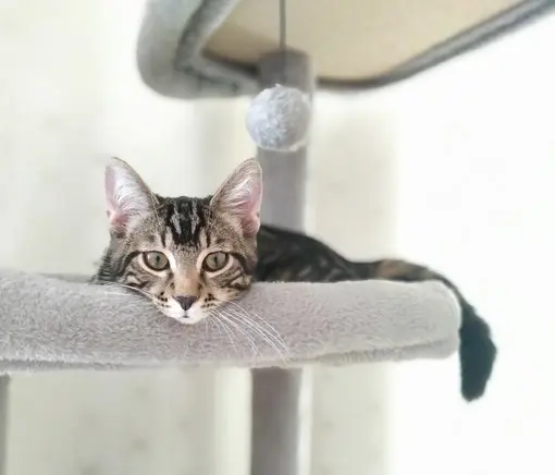 Simba 