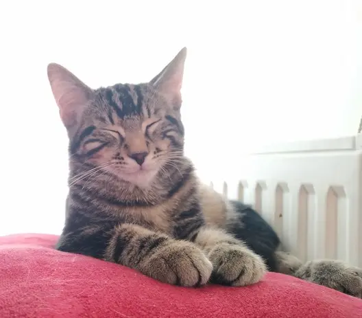 Simba  thumbnail 2
