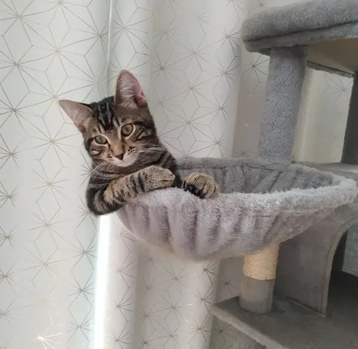 Simba  thumbnail 4
