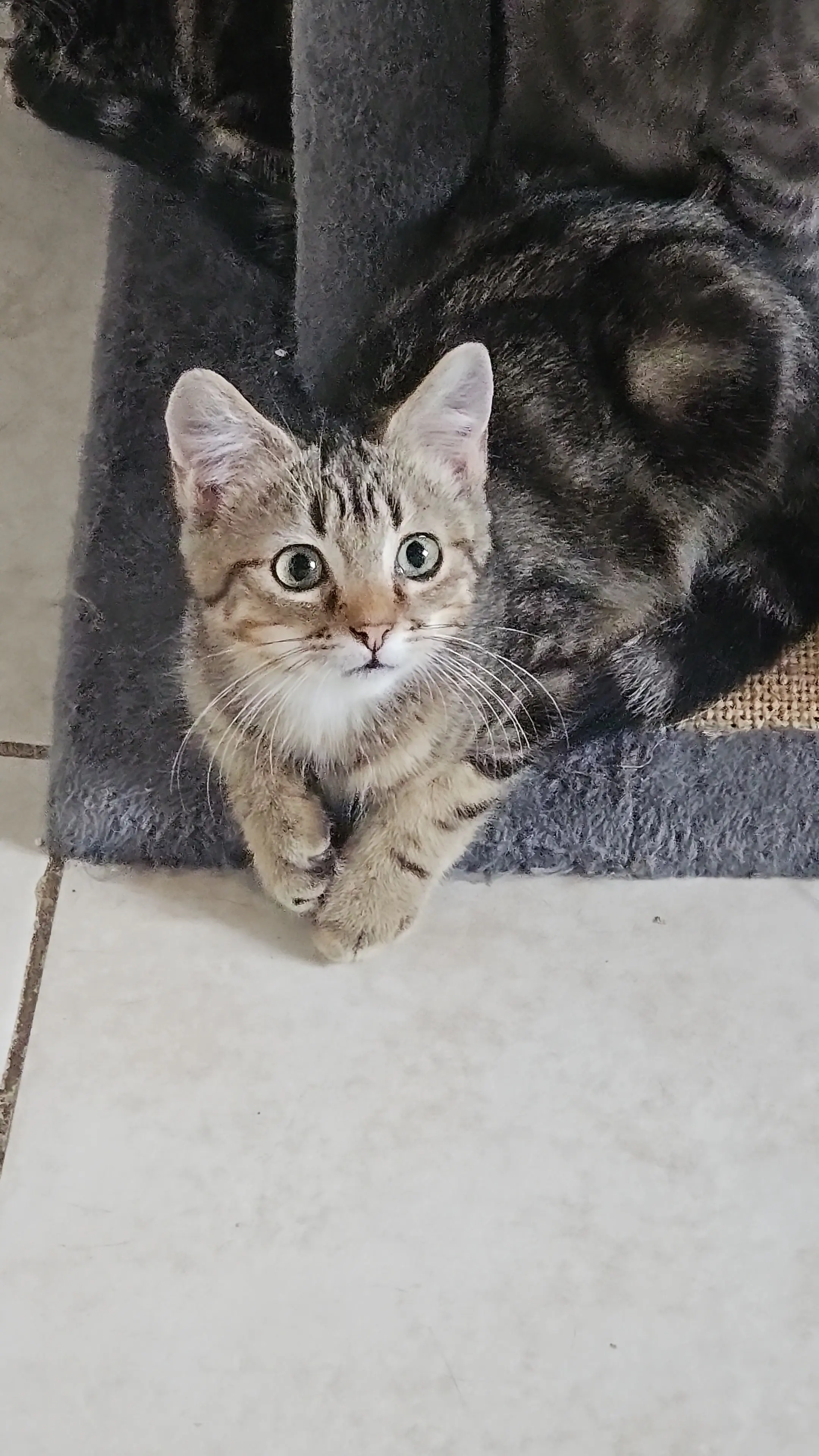 Baltazar