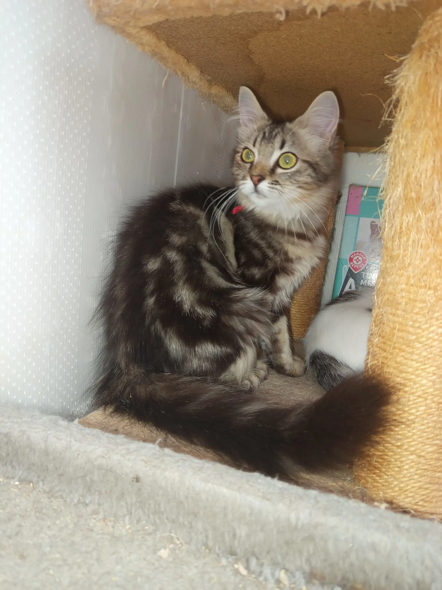 Byxie (collier rouge)